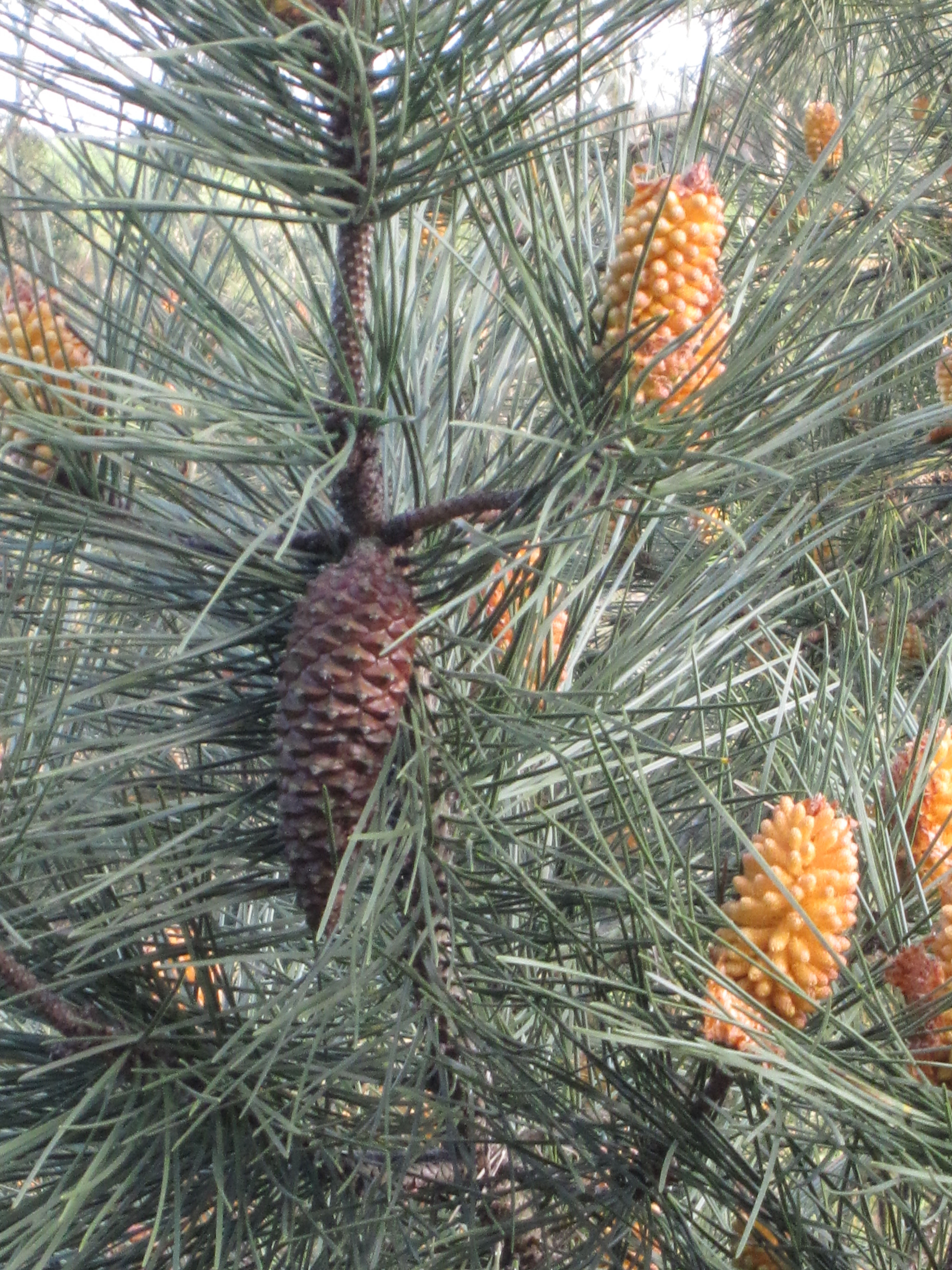 Pinus: hojas aciculares en braquiblastos; conos masculinos en grupos; estróbilo